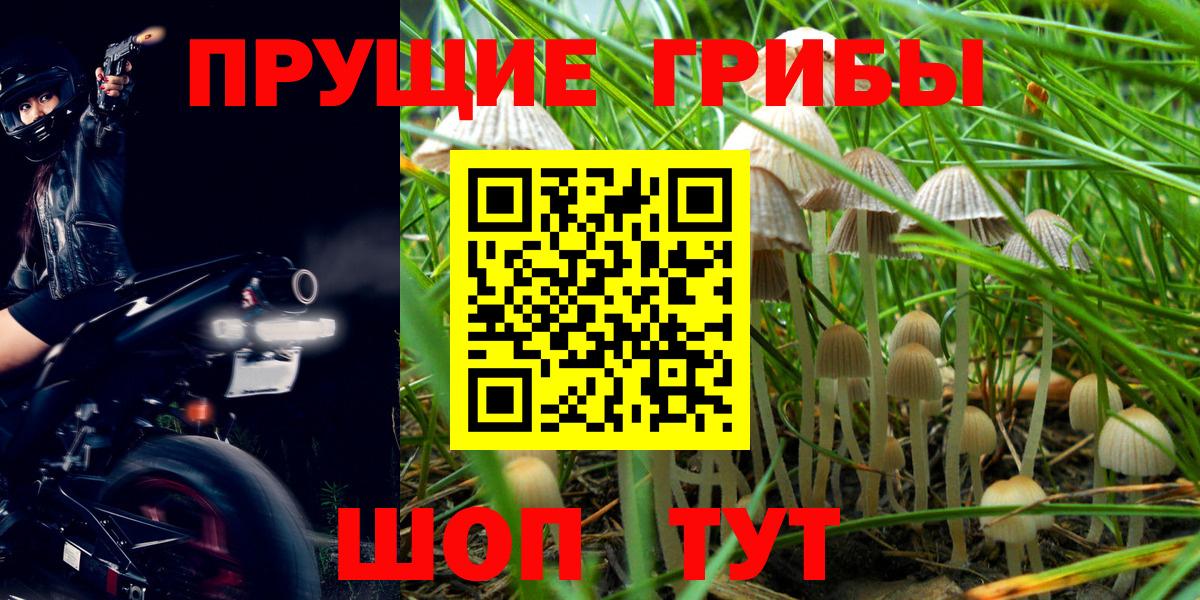 Котельники  Псилоцибиновые грибы Psilocybe  Вход с VPN  Псилоцибиновые грибы GOLDEN TEACHER 